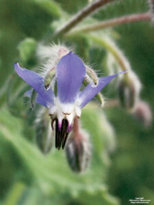 Herb Basics Image